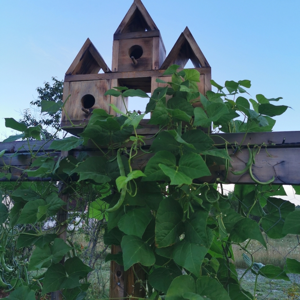 Meet your Posher, Dennis